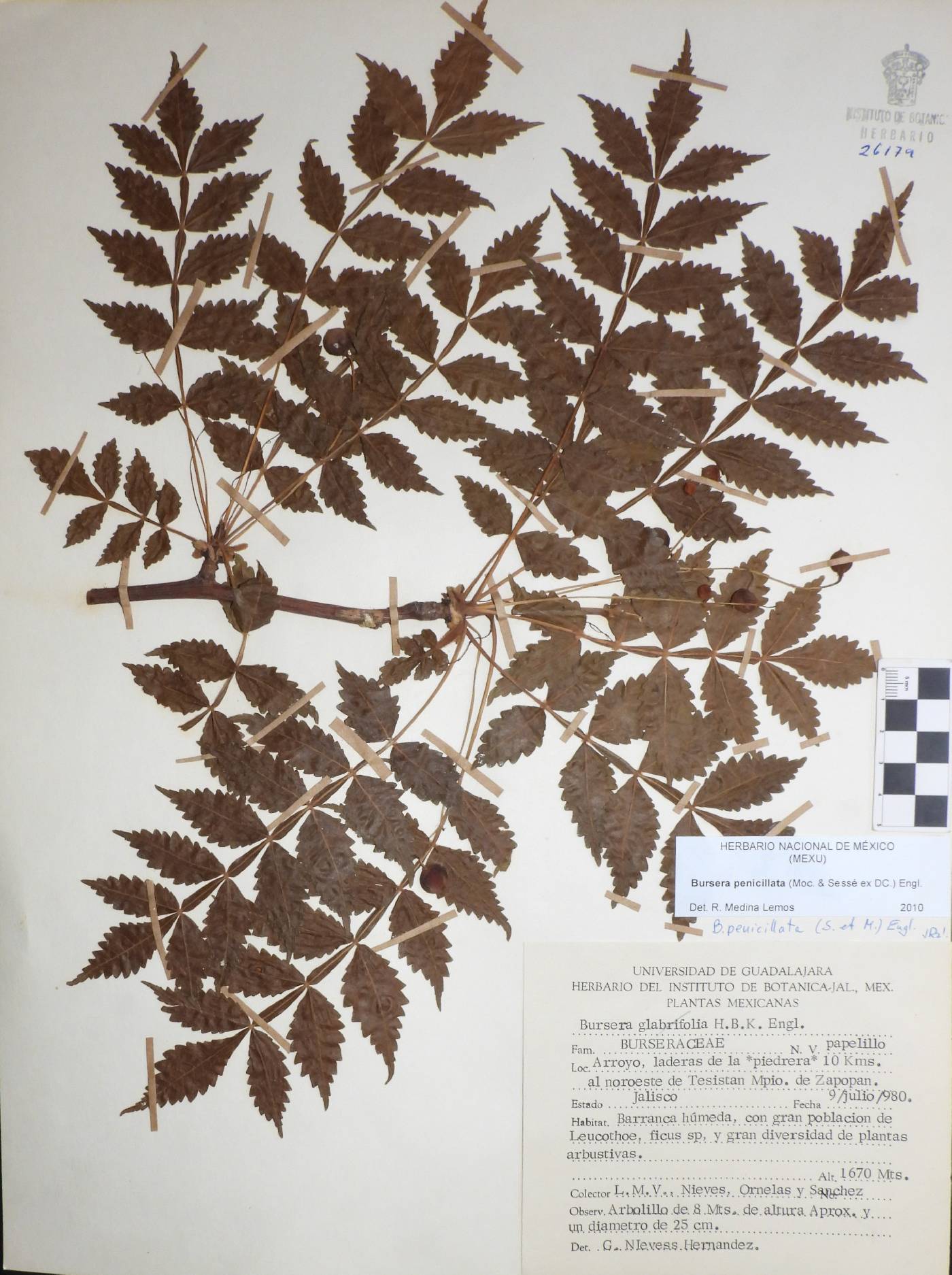 Bursera penicillata image