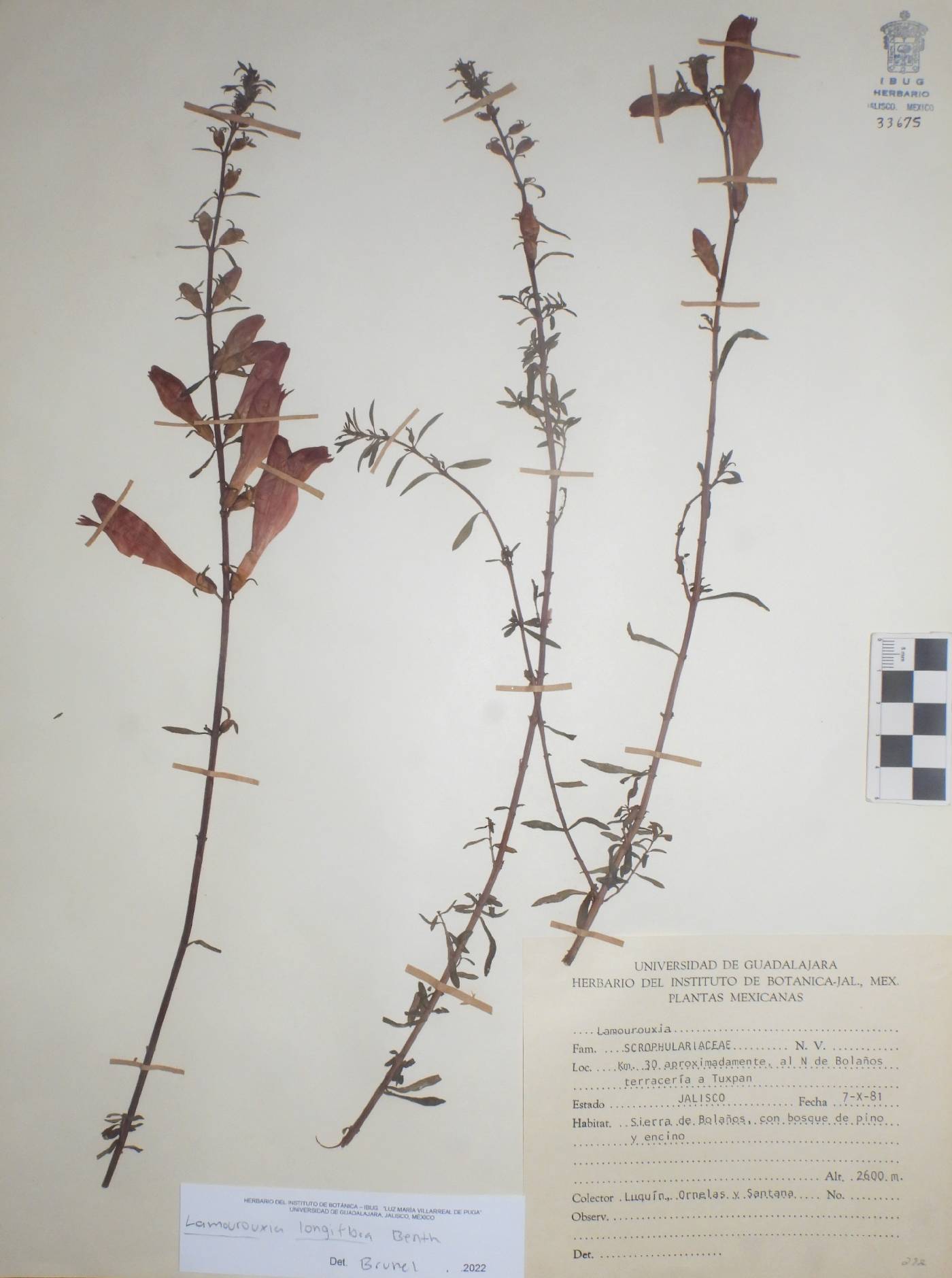 Lamourouxia longiflora image