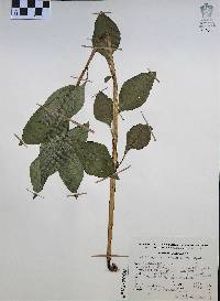 Jaltomata procumbens image