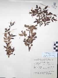 Bursera denticulata image