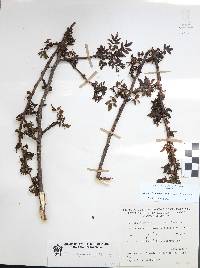 Bursera fagaroides image