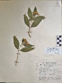 Lasianthaea ceanothifolia var. ceanothifolia image