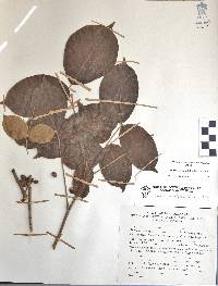 Bursera grandifolia image