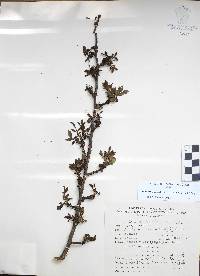 Bursera fagaroides image