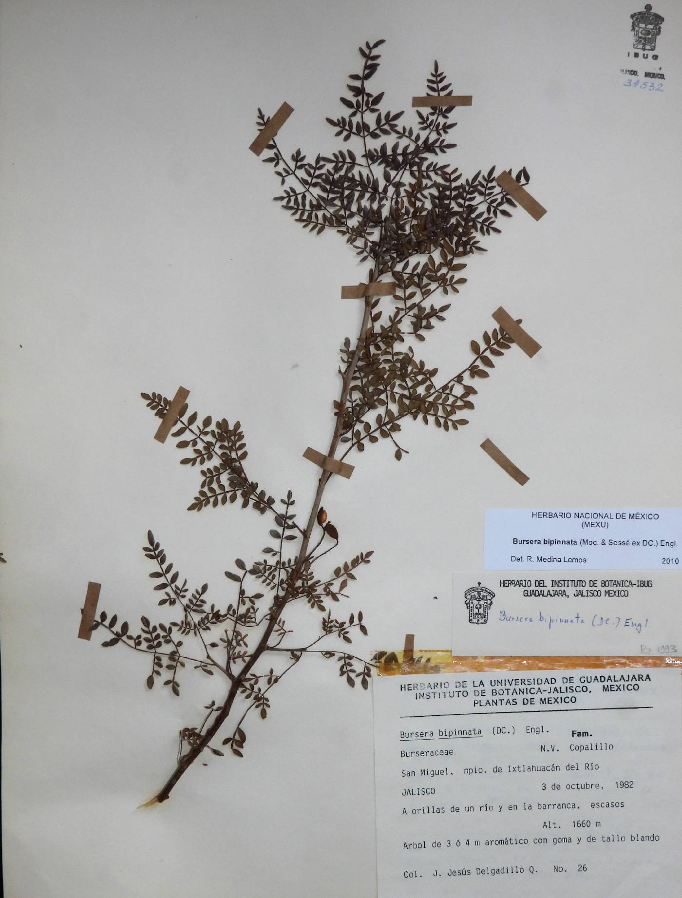 Bursera bipinnata image