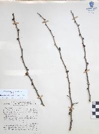 Bursera fagaroides image