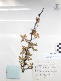 Bursera fagaroides image