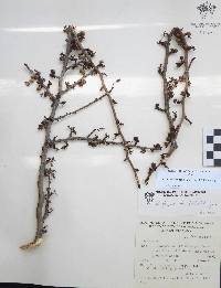 Bursera fagaroides image