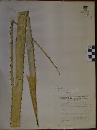Agave angustifolia var. rubescens image