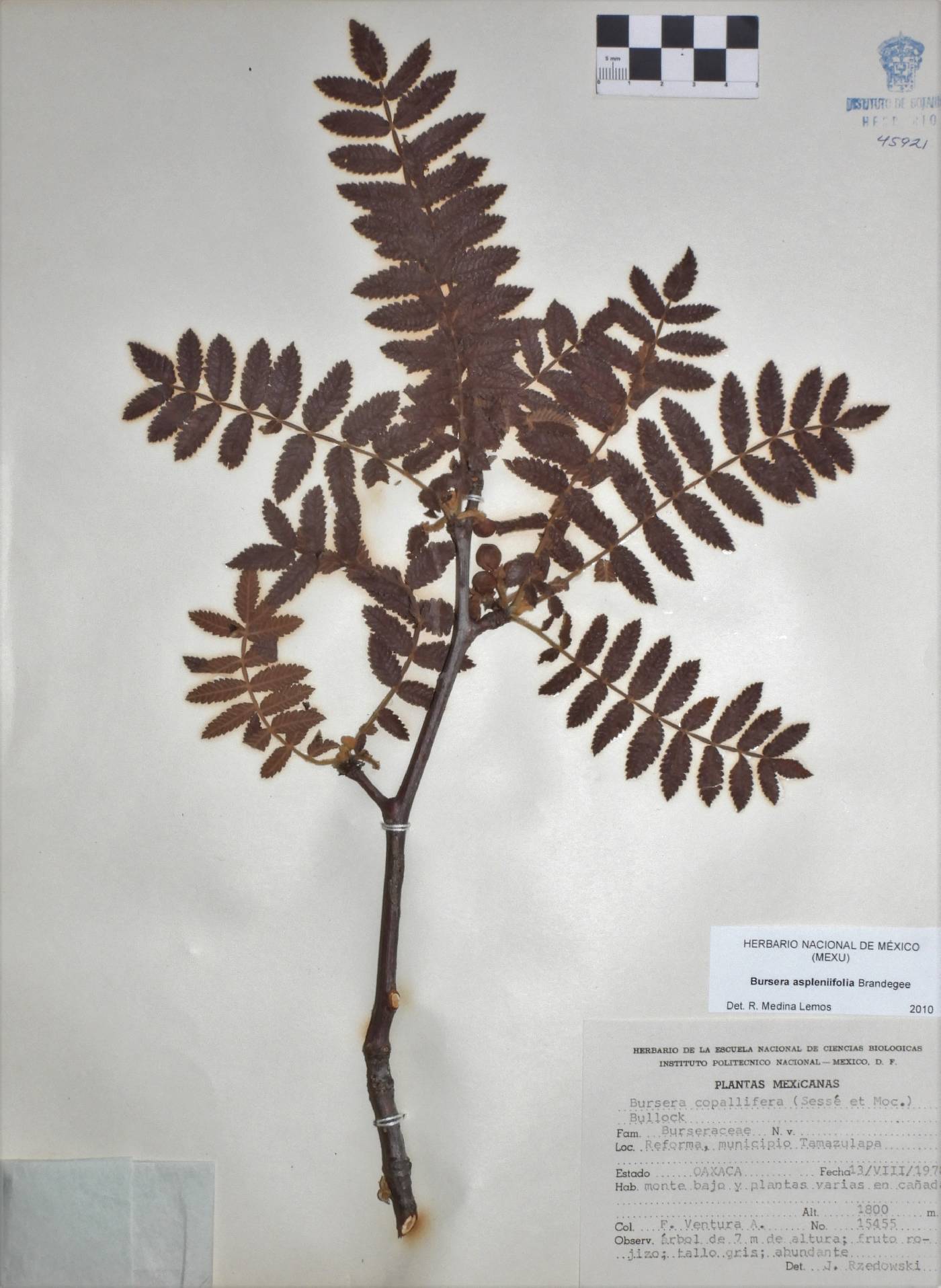 Bursera aspleniifolia image