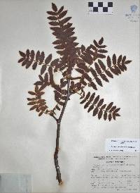 Bursera aspleniifolia image