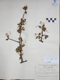 Bursera biflora image