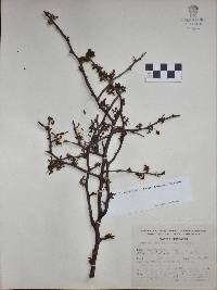 Bursera biflora image