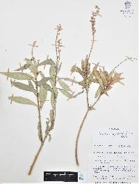 Cuphea epilobiifolia image