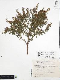 Cuphea hyssopifolia image