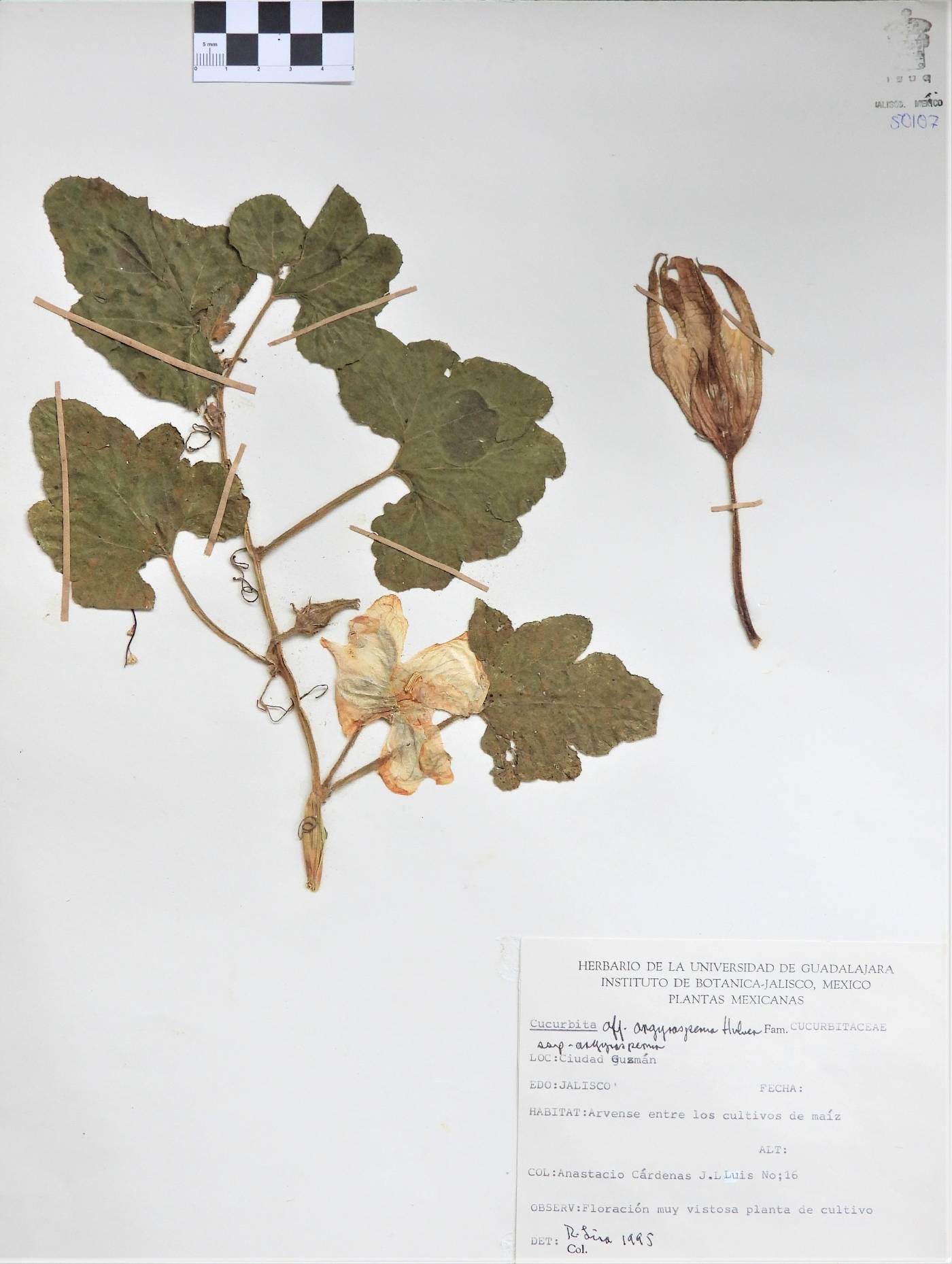 Cucurbita argyrosperma subsp. argyrosperma image