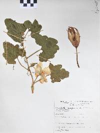 Cucurbita argyrosperma subsp. argyrosperma image