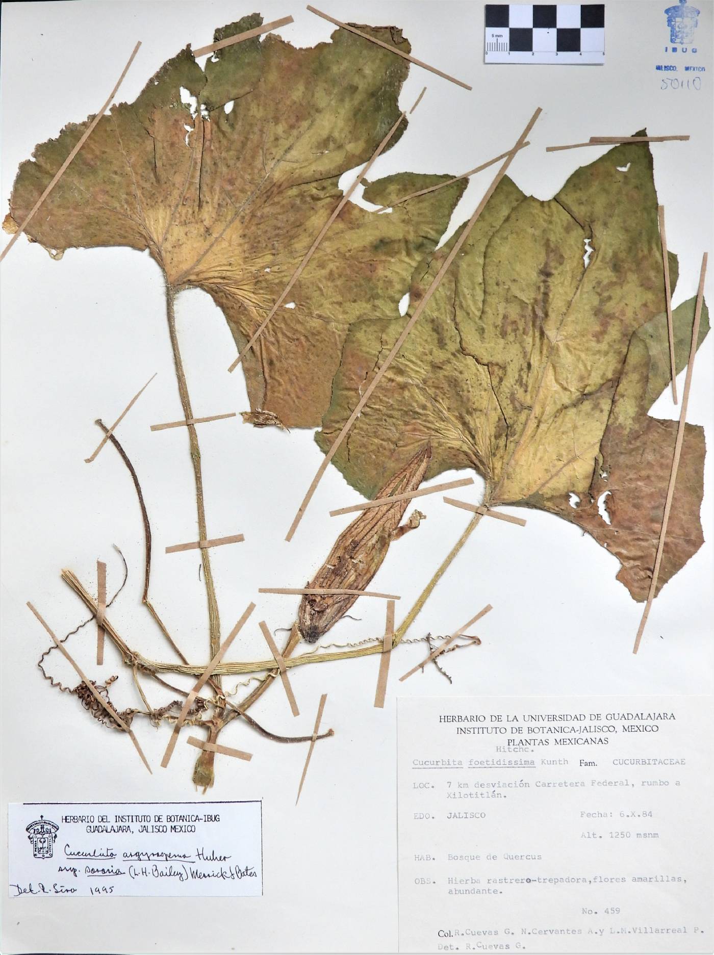 Cucurbita argyrosperma subsp. sororia image