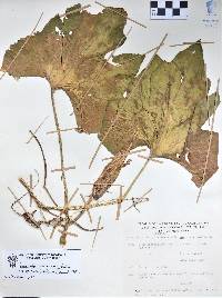 Cucurbita argyrosperma subsp. sororia image