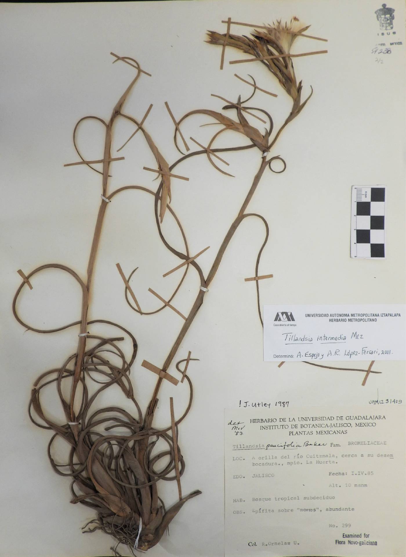 Tillandsia intermedia image