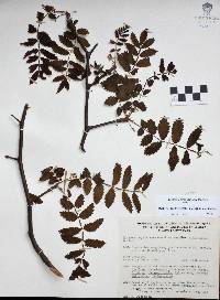 Bursera copallifera image