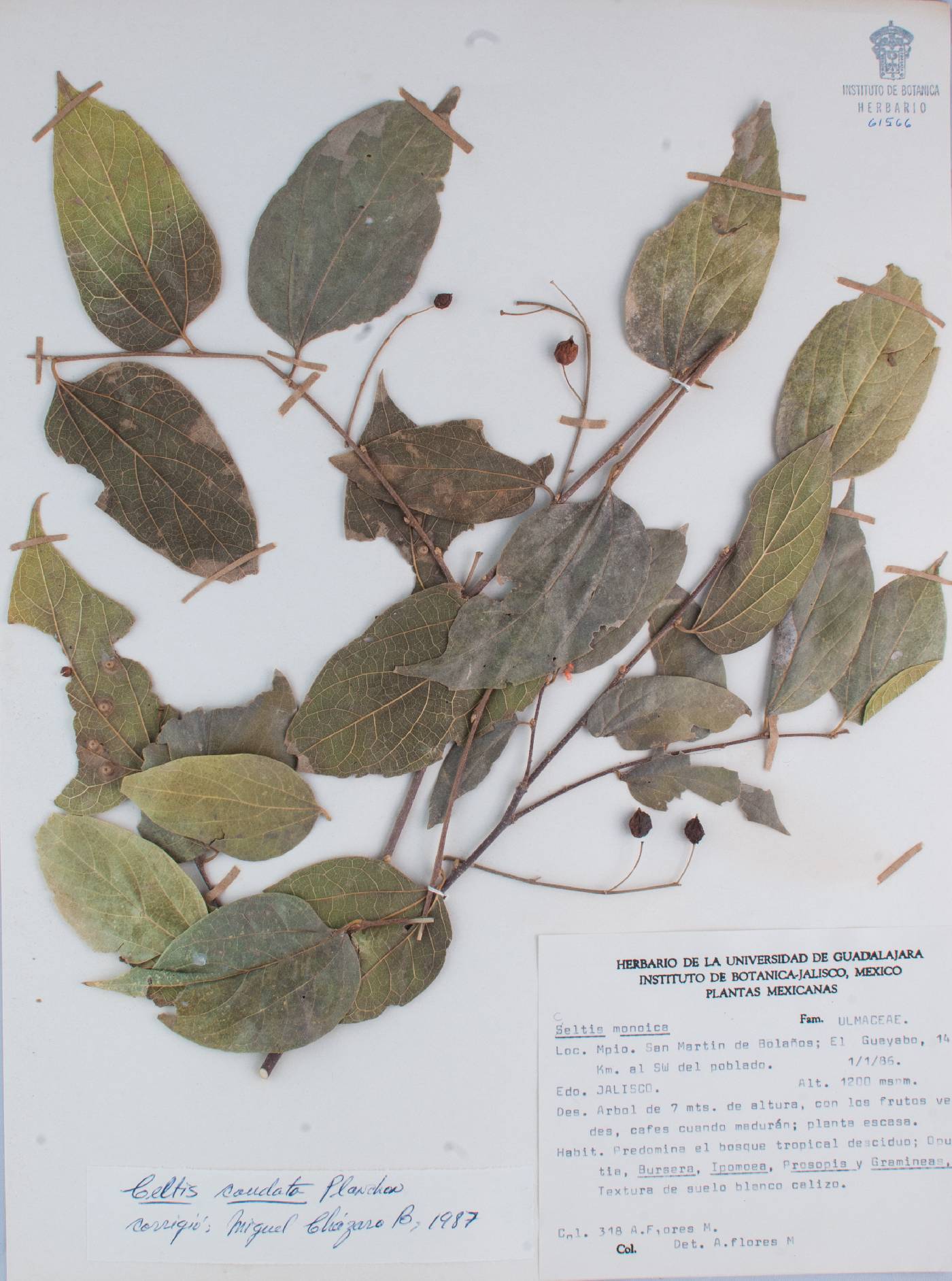 Celtis caudata image