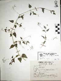 Commicarpus scandens image