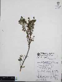 Cuphea hyssopifolia image