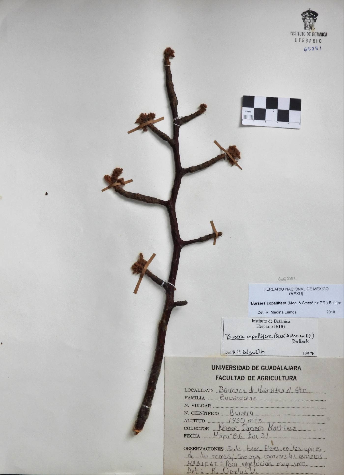 Bursera copallifera image