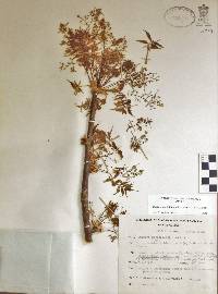 Bursera penicillata image