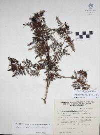 Bursera bipinnata image