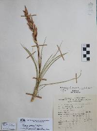 Pitcairnia karwinskyana image