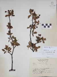 Bursera biflora image