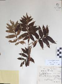 Bursera hintonii image