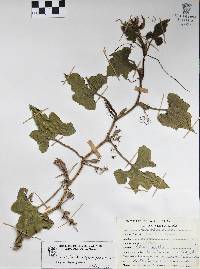 Cucurbita argyrosperma subsp. argyrosperma image