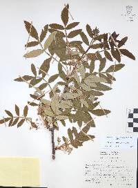 Bursera cuneata image