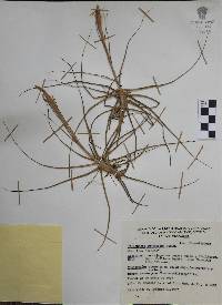 Tillandsia schiedeana image