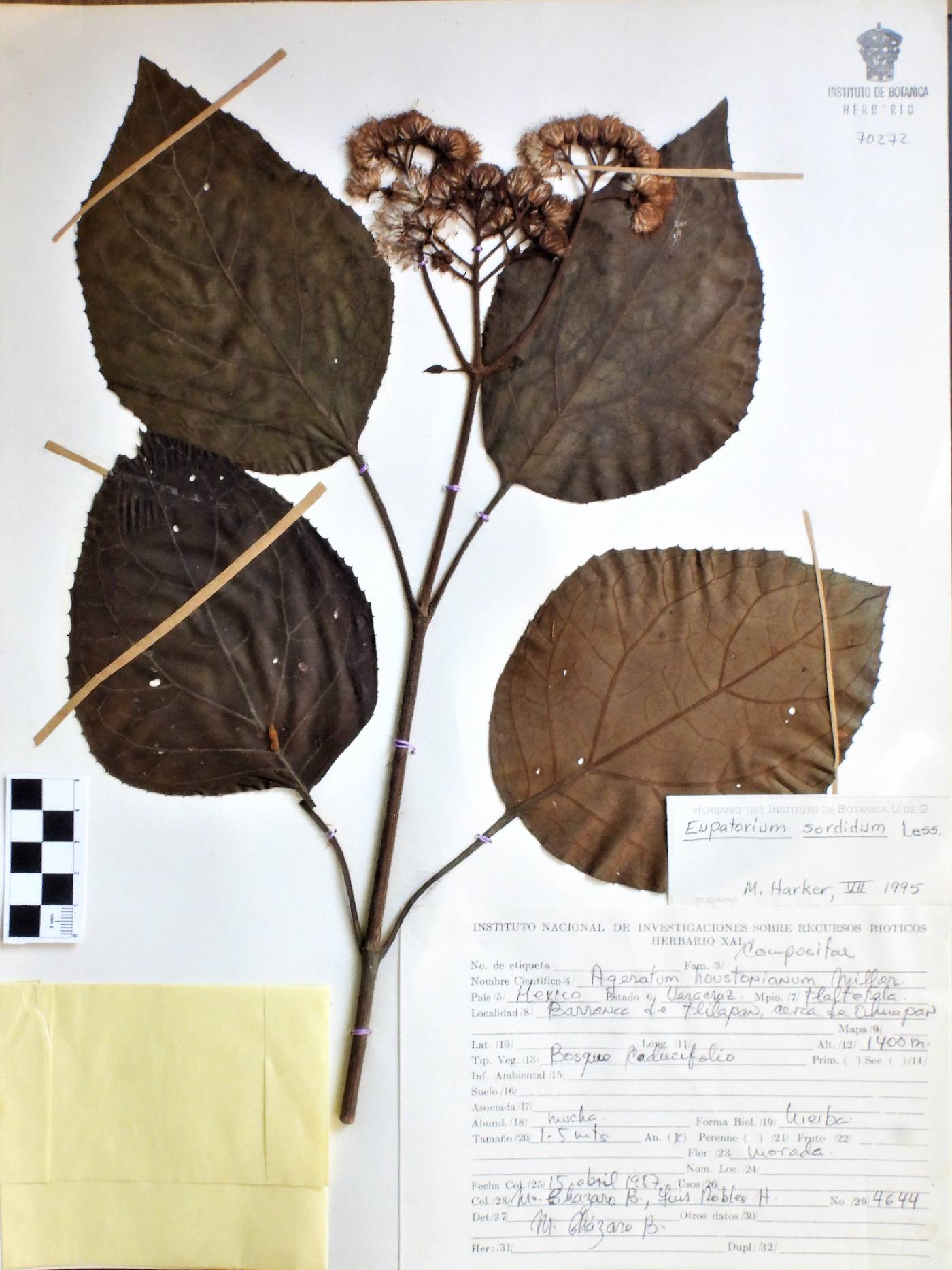 Eupatorium sordidum image