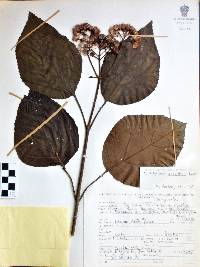 Eupatorium sordidum image