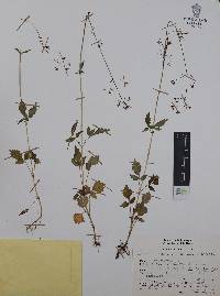 Valeriana sorbifolia image