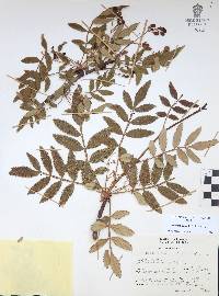 Bursera cuneata image