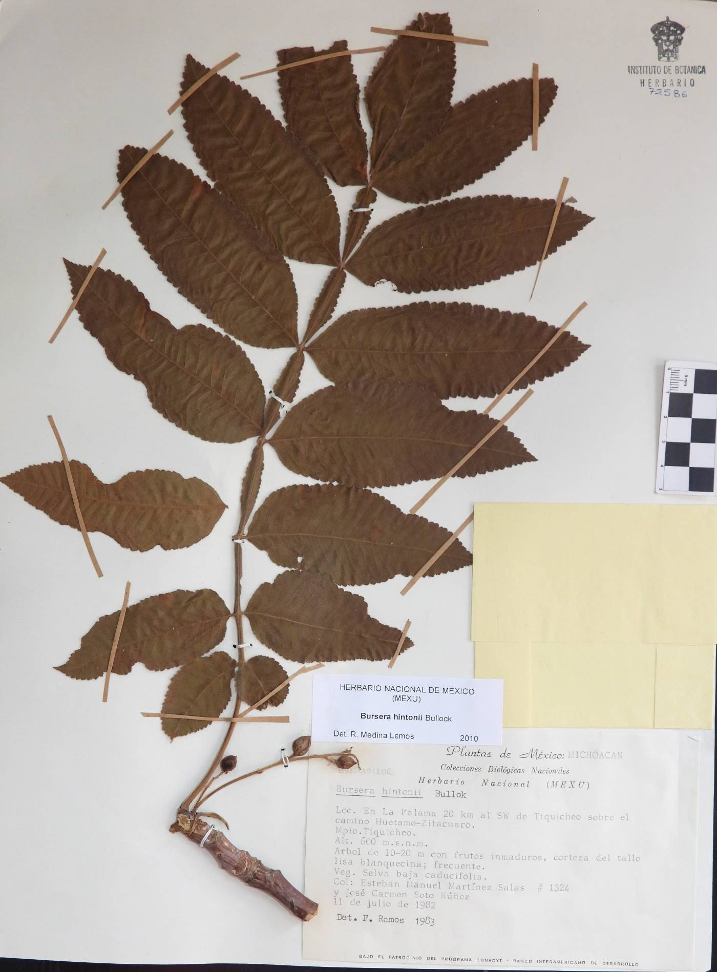 Bursera hintonii image