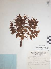 Bursera penicillata image