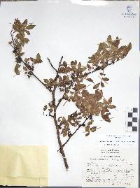 Bursera fagaroides image