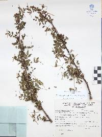 Bursera fagaroides image