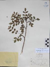 Bursera fagaroides image