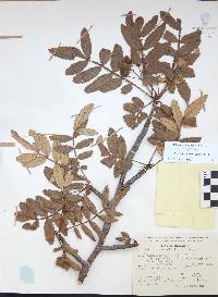 Bursera cuneata image