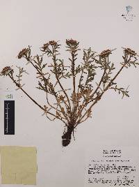 Valeriana officinalis subsp. collina image