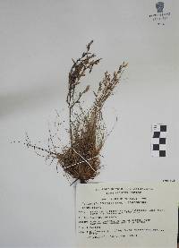 Tillandsia filifolia image