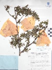 Bursera fagaroides image